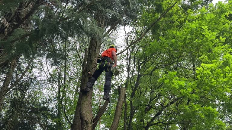 Best Storm Damage Tree Cleanup  in Petersburg, IN